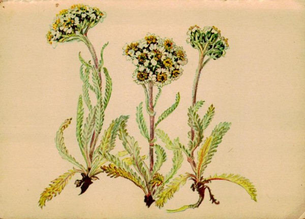 Zwergschafgarbe Vorderseite