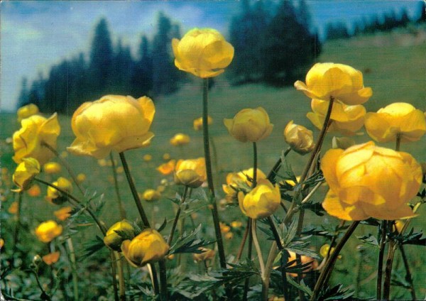 Trollblume Vorderseite