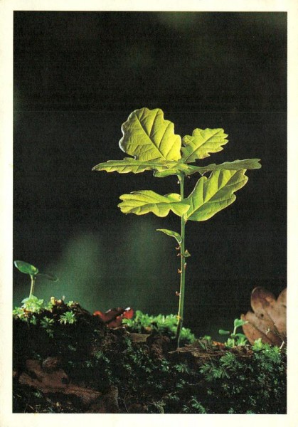 Sämling der Stiel-Eiche Vorderseite