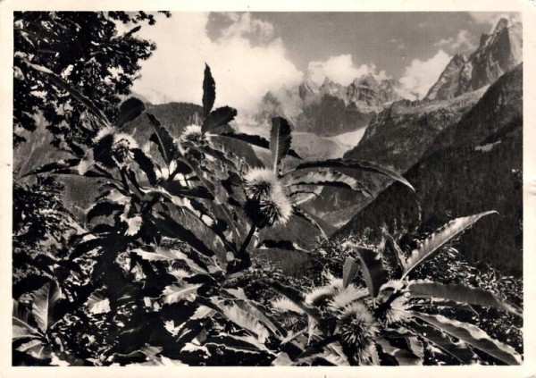 Blick aus dem Kastanienwald bei Soglio auf die Scioragruppe Vorderseite