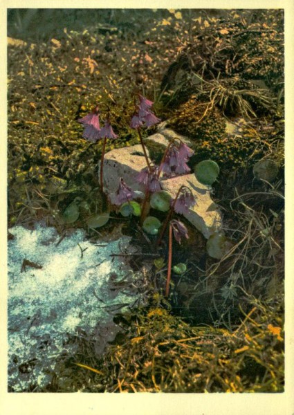 Alpenglöckchen Vorderseite