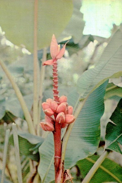 Musa Velutina Vorderseite