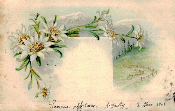 Edelweiss Vorderseite