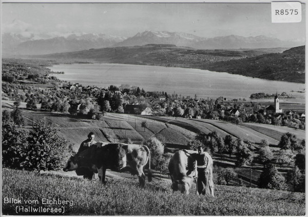 Gutsbetrieb und Kurhaus Eichberg Seengen Bauern mit Kühe vaches cows