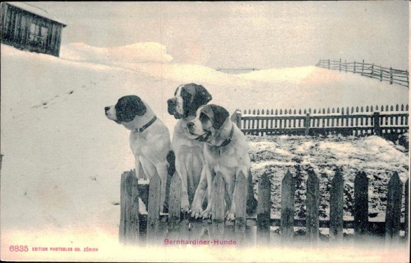 Bernhardiner-Hunde Vorderseite