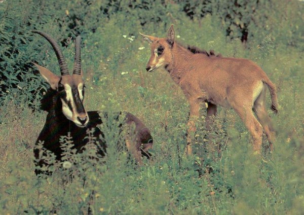 Rappenantilope mit Kalb Vorderseite