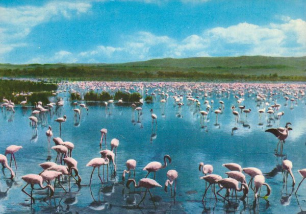 Flamingos