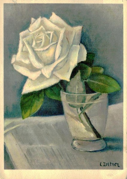 Rose Vorderseite