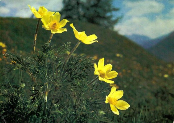 Schwefelgelbe Anemone Vorderseite