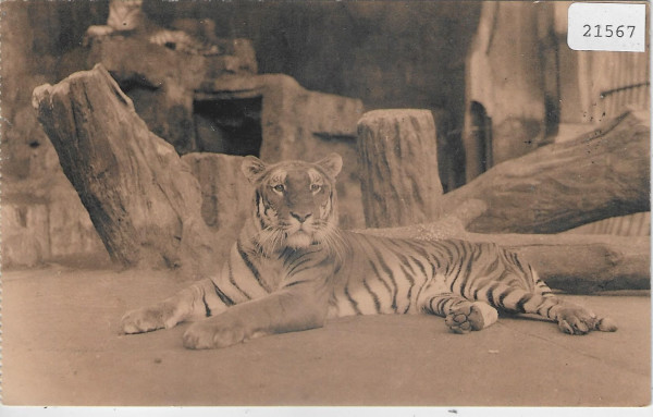 Tiger - Antwerpen Zoologischer Garten