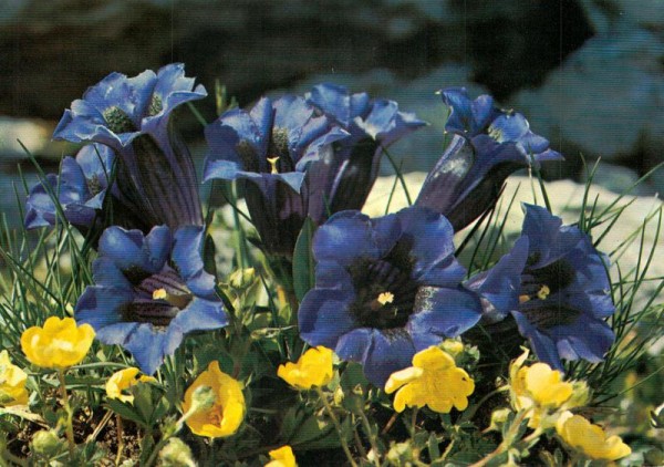 Stengelloser Enzian Vorderseite