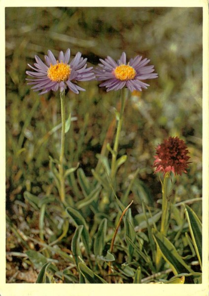 Alpen-Aster Vorderseite