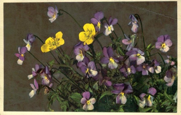 Stieffmütterchen Vorderseite