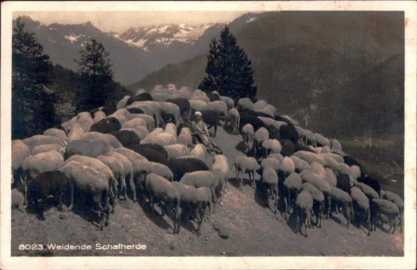 Weidende Schafherde Vorderseite