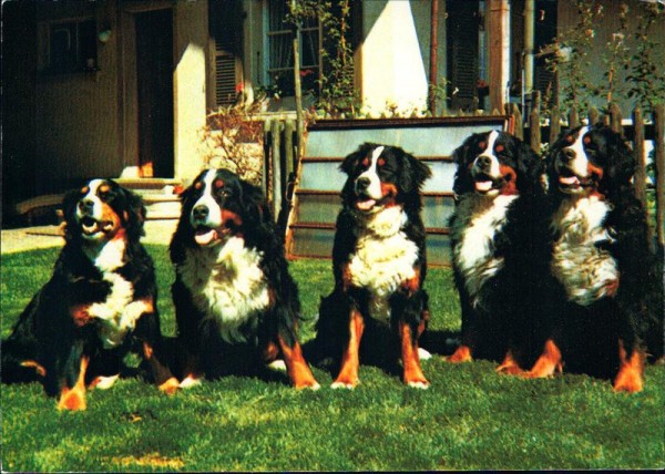 Berner Sennenhunde Vorderseite