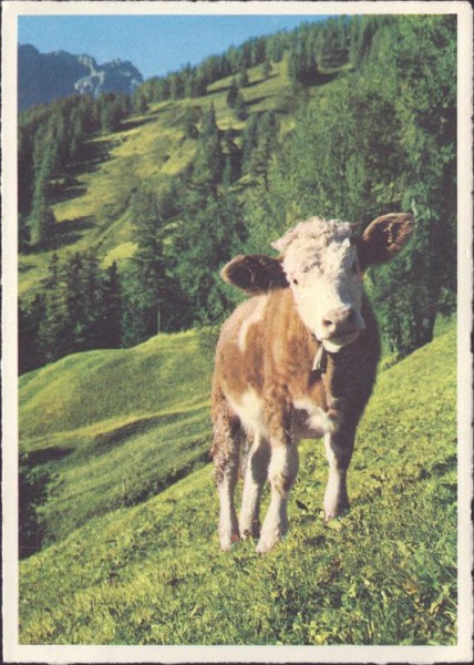 Auf der Alp Vorderseite