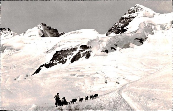 Polarhunde beim Jungfraujoch Vorderseite