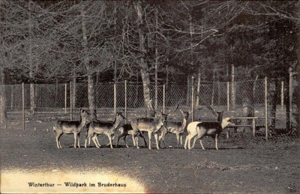 Winterthur - Wildpark im Bruderhaus Vorderseite