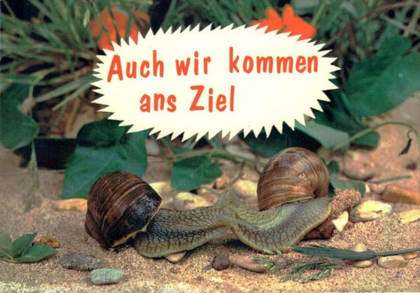 Schnecken. Auch wir kommen ans Ziel Vorderseite