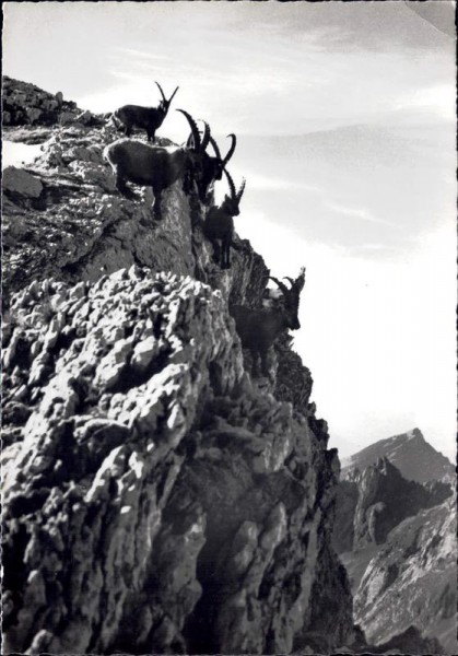 Im Alpstein Vorderseite