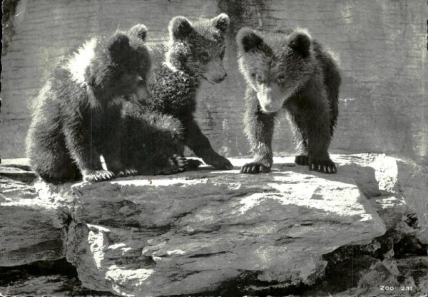 Bärengeschwister im Zoo Zürich  Vorderseite