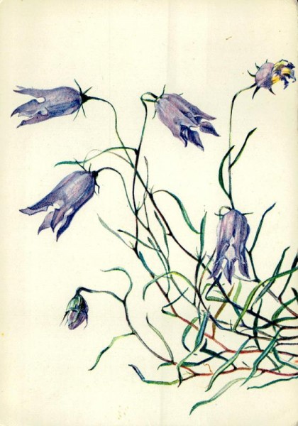 Ausgeschnittene Glockenblumen Vorderseite