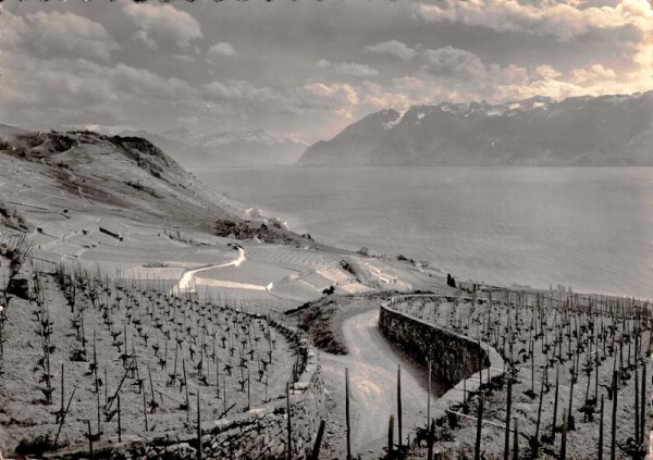 Vignoble de L`Avaux et le Lac Léman Vorderseite