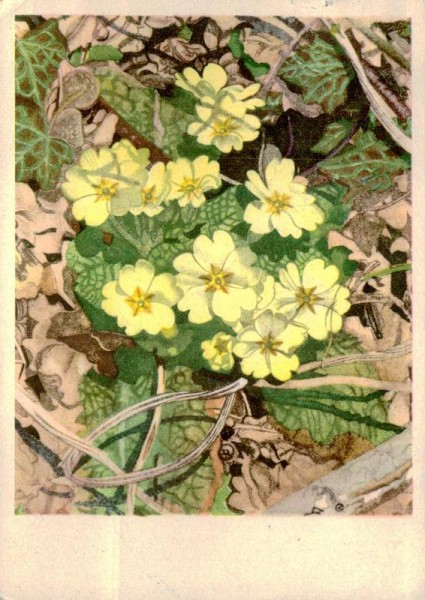 Schlüsselblumen Vorderseite