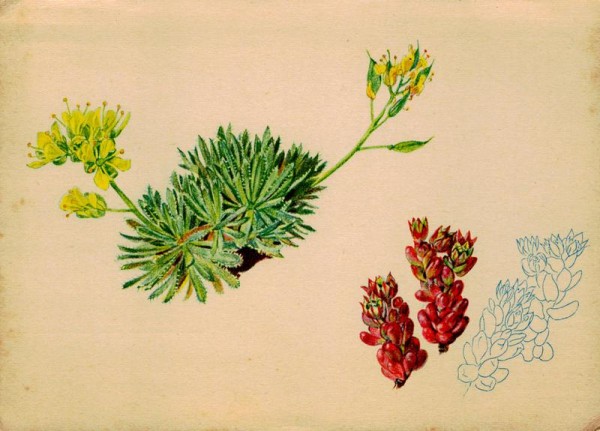 Immergrünes Hungerblümchen Vorderseite