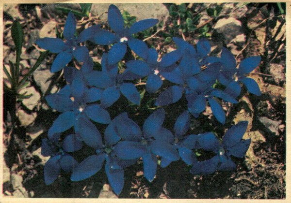 Frühlingsenzianen Vorderseite