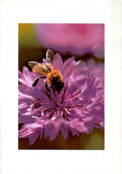 Kornblume mit Biene Vorderseite