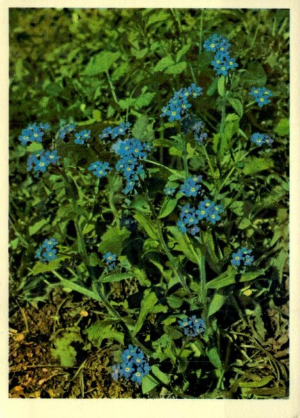 Acker-Vergissmeinnicht Vorderseite