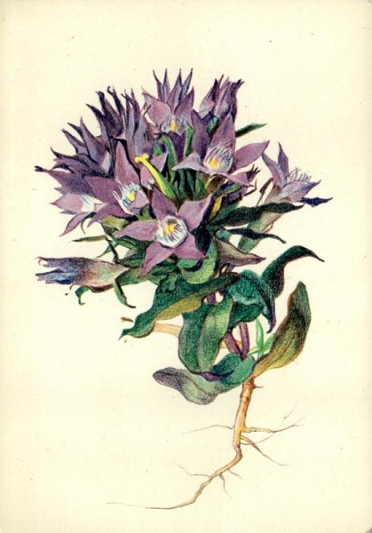 Büschelenzian Vorderseite