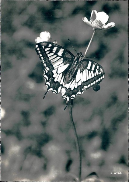 Schwalbenschwanz, Machaon Vorderseite