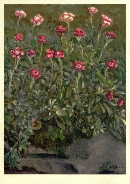 Katzenpfötchen Vorderseite