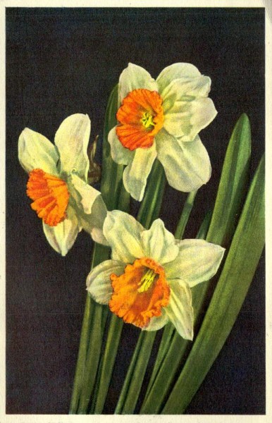 Nercissus poeticus Vorderseite