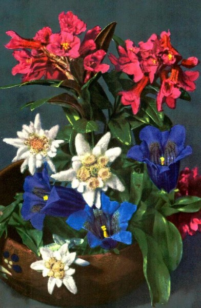 Rhododendron ferrugineum, Leontopodium alpinum, Edelweiss, Gentiana Kochiana Vorderseite