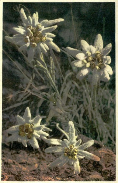 Edelweiss Vorderseite