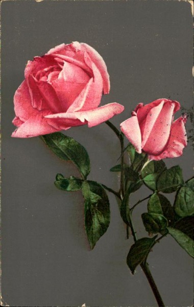 Rose Vorderseite
