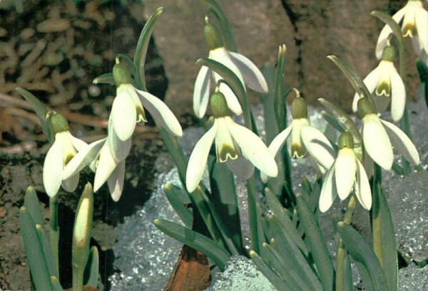 Schneeglöcklein Vorderseite
