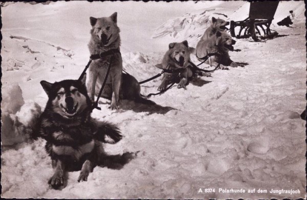 Polarhunde auf dem Jungfraujoch