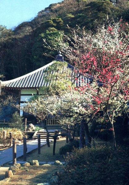 Japanische Aprikosen Blüte Vorderseite