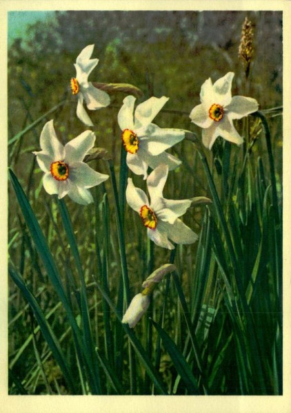 Dichter-Narzisse Vorderseite