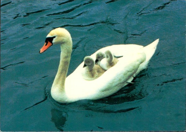 Schwan und Junge Vorderseite