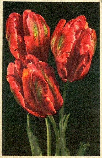 Papageientulpe Vorderseite