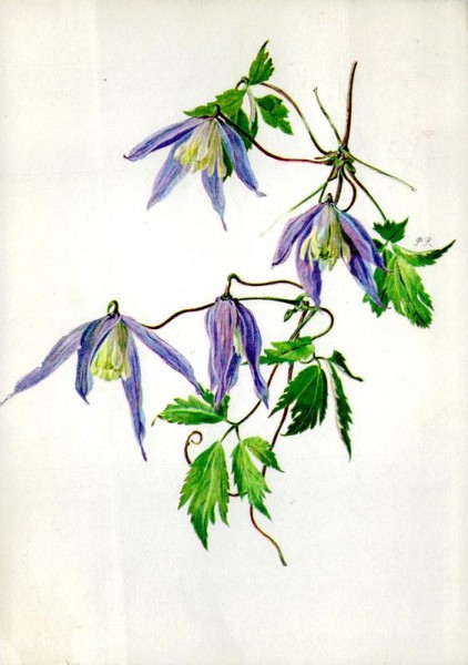 Alpenrebe Vorderseite