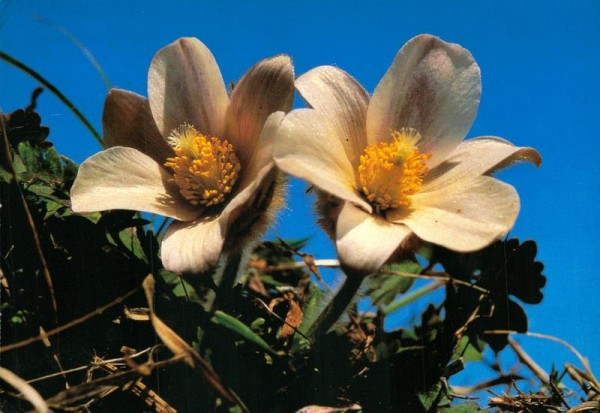 Pelzanemone Vorderseite