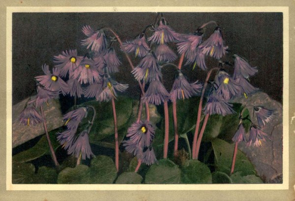 Soldanelle Vorderseite