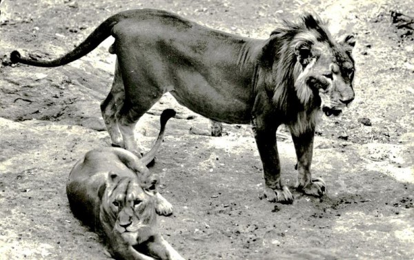 Löwenpärchen, Afrikanische Fauna Vorderseite