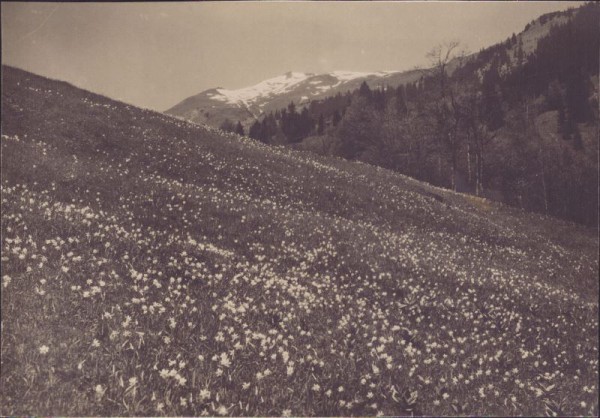 Seewis im Prättigau, Narzissenfeld gegen den Vilan